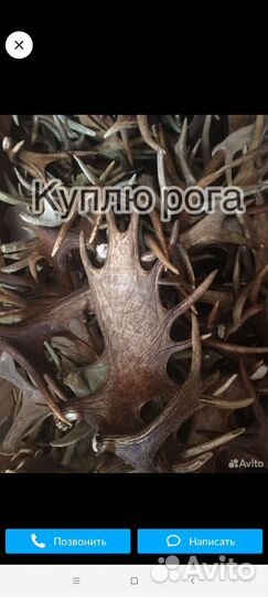 Рога лося, оленя