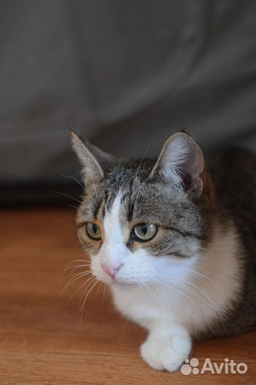 Кошки