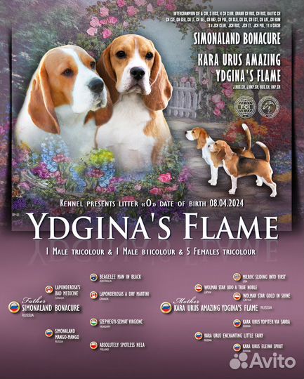 Щенки бигль