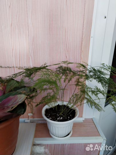 Комнатные растения цветы большие