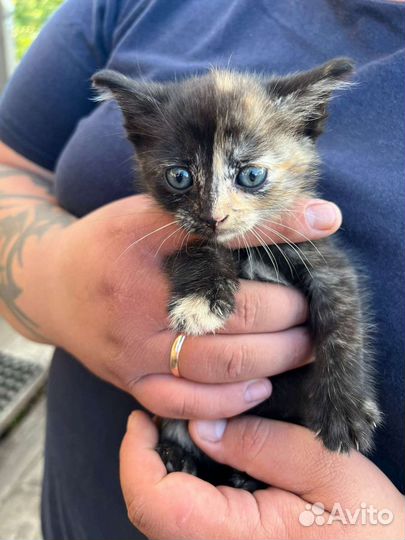 Отдам котенка девочку в добрые руки