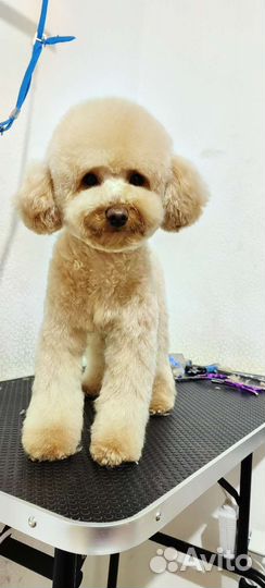 Грумер, стрижка животных Зеленоград