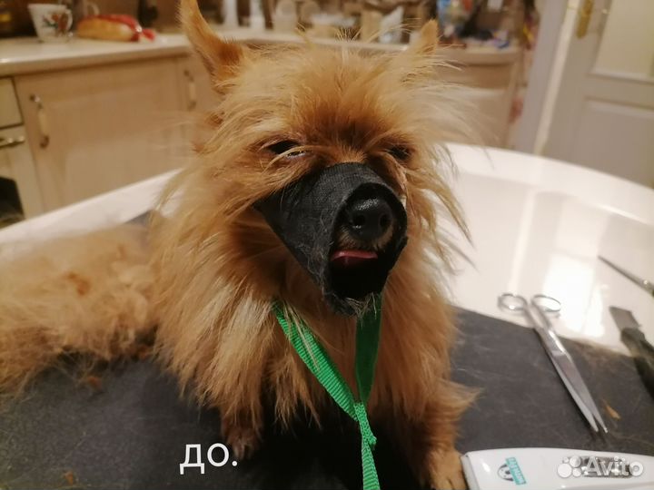 Груминг с выездом на дом