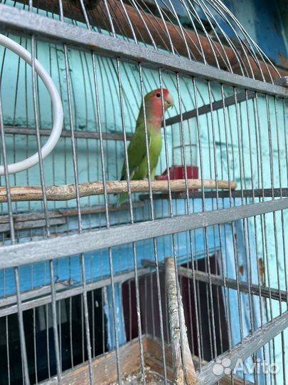 Попугай неразлучник