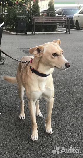 Собака ищет хозяина