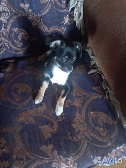 Маленькая собака