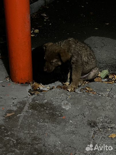 Собака