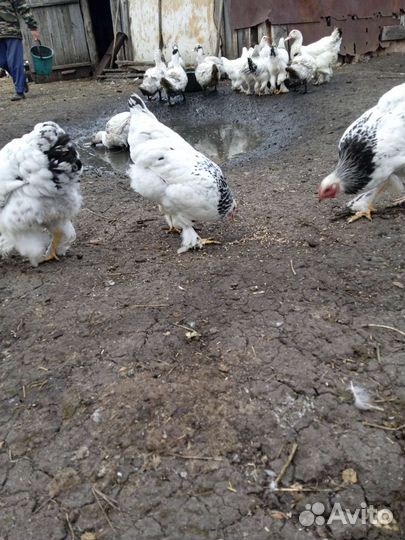 Куры молодки
