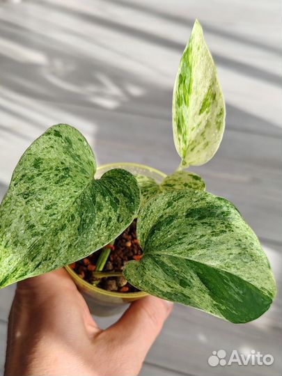 Сциндапсус marble Queen марбл квин