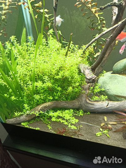 Аквариумные рыбки и растения