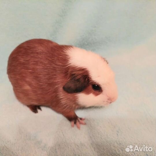 Морские свинки мальчик цветной крестед