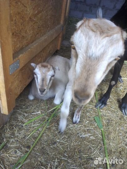 Козочки и козлик ламанча