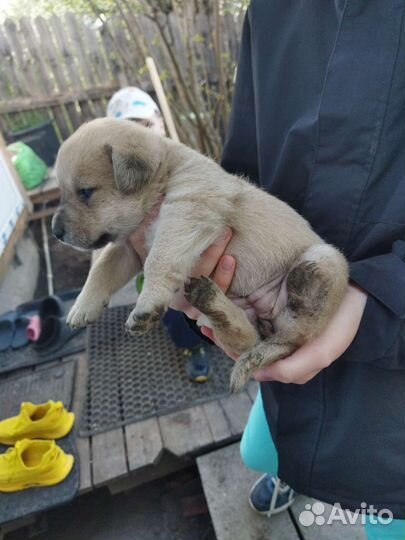 Собаки бесплатно