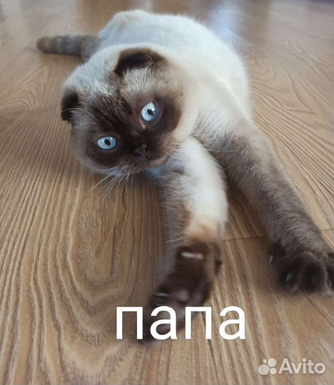 Шотландские котята