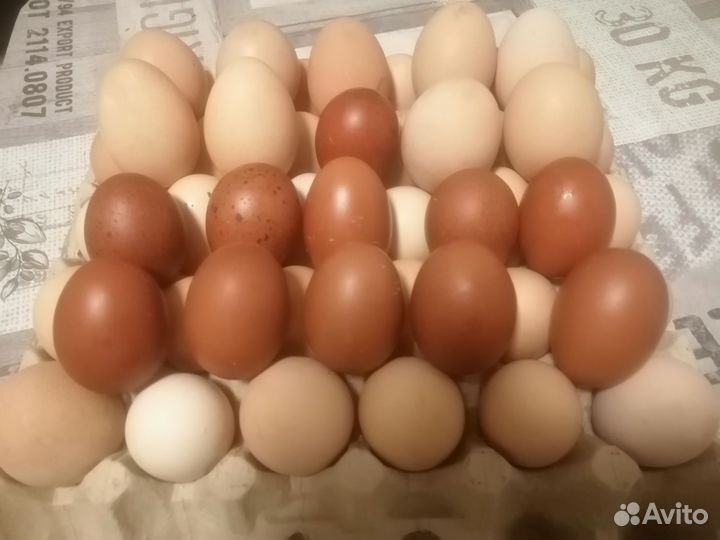 Инкубационное яйцо джерсийский гигант