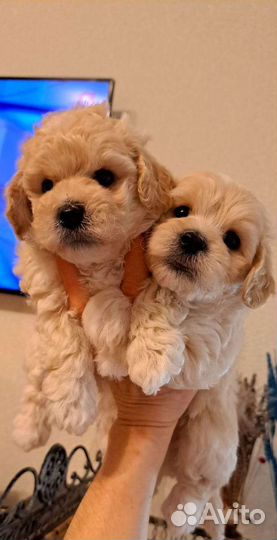 Мальтипу ф1