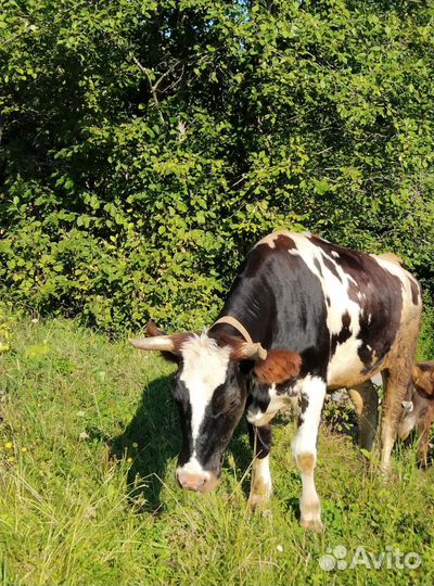 Коровы, телята