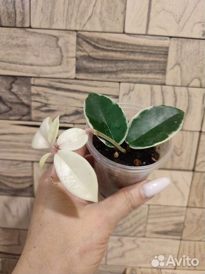 Хойя кримсон квин