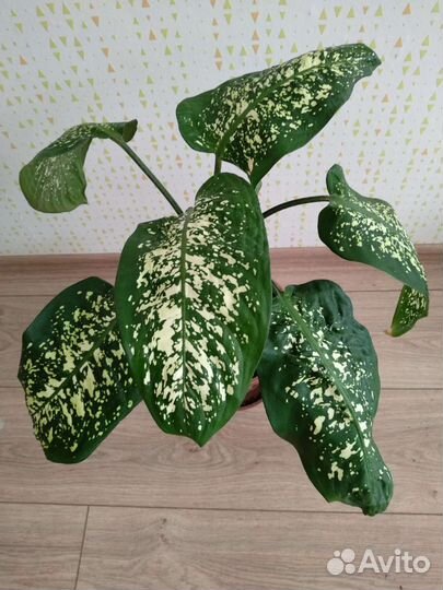 Диффенбахия