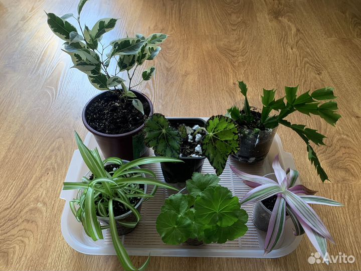 Комнатные цветы набором