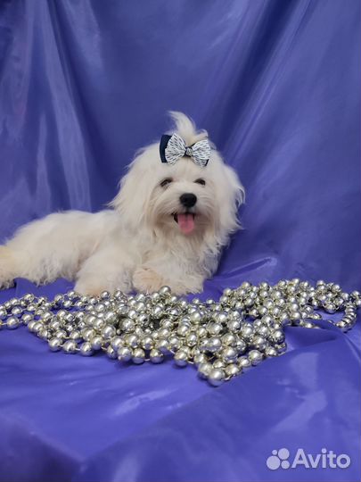 Красавец Тимофей