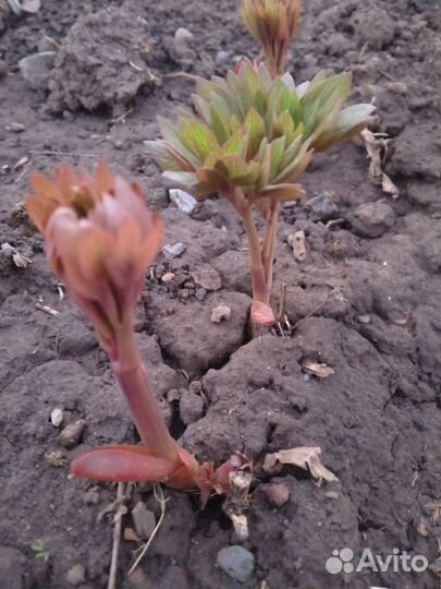 Цветы Пион уклоняющий (Марьин корень)