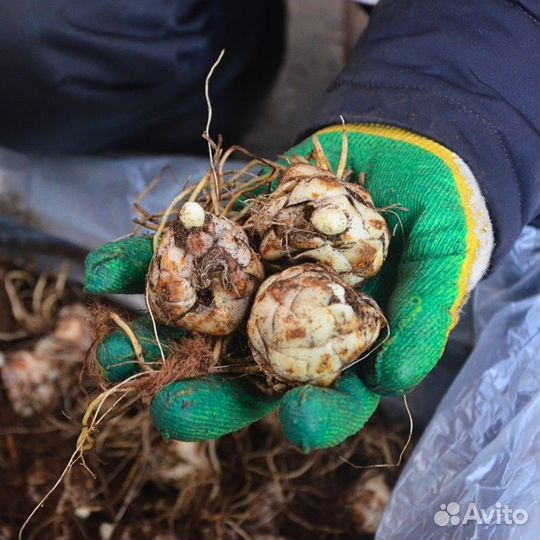 Лилия Пинк Планет (цена за 2 луковицы)