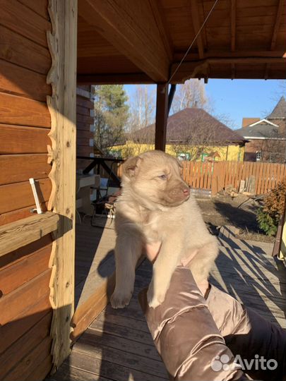 Щенки метис