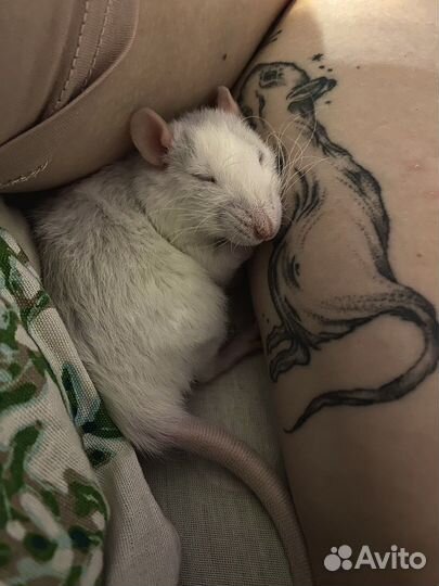 Крысята дамбо