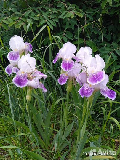 Ирис Виктор Гюго