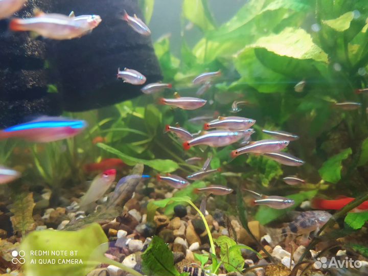 Рыбы аквариумные
