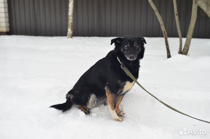 В добрые руки миниатюрная собака Рада