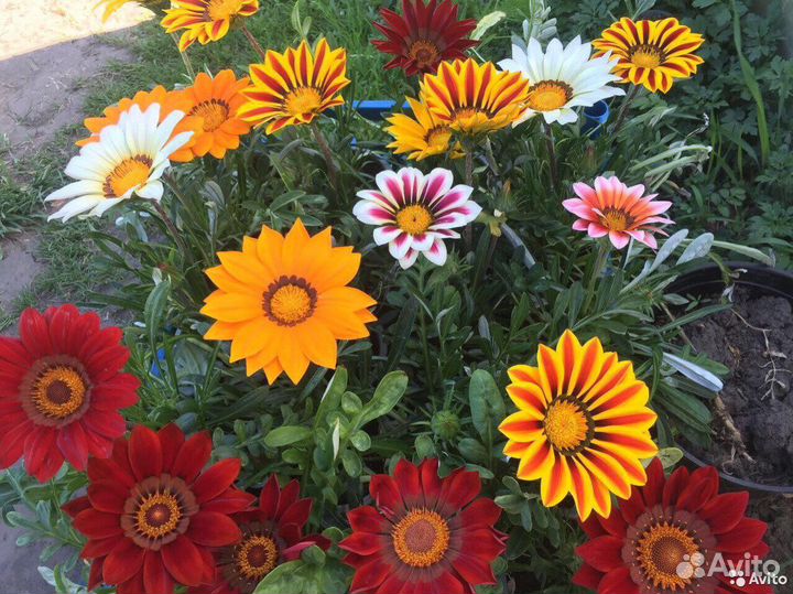 Рассада цветов опт, розница