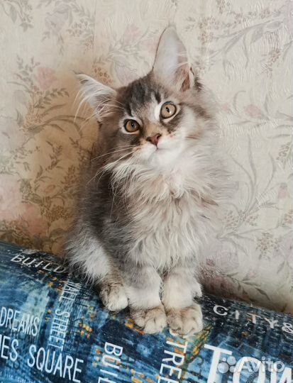 Котята мейн-кун