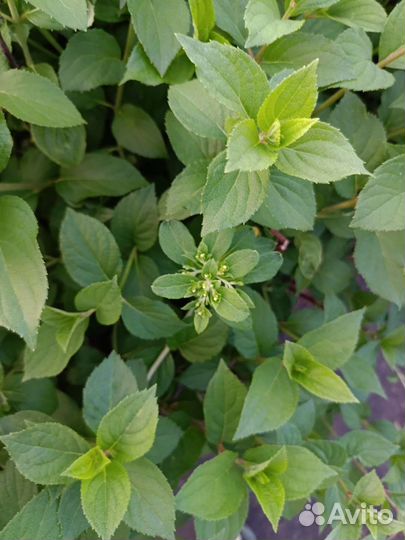 Гортензия метельчатая