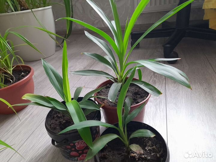 Панданус,юкка