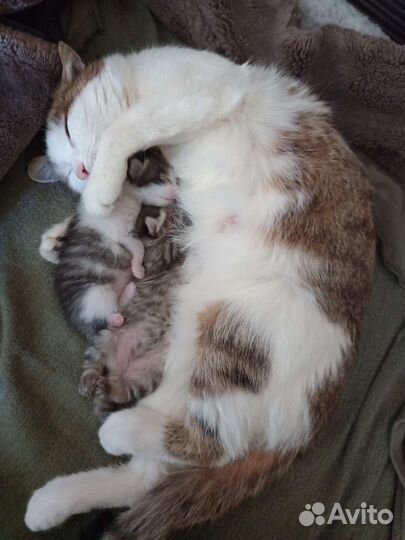 Котёнок в добрые руки