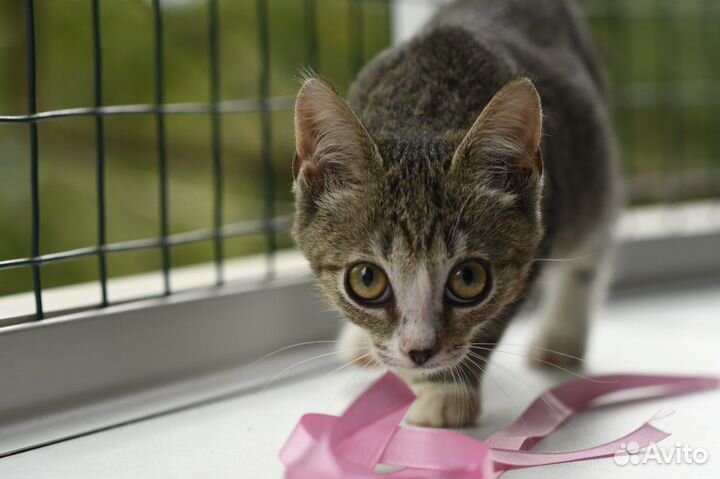 Котенок Луна ищет семью