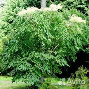 Аралия Маньчжурская от Земли Леопарда двфо
