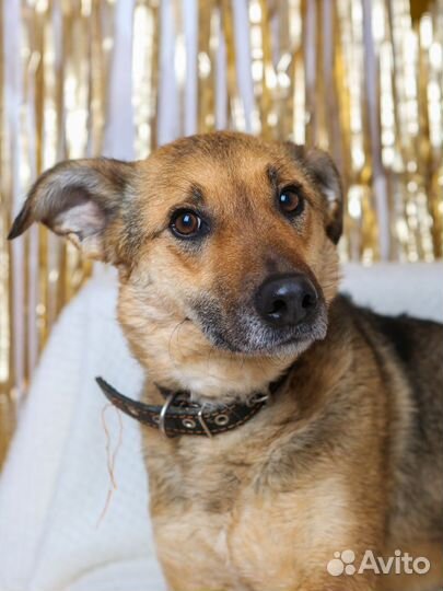 Чедесная ласковая Лакки хочет домой