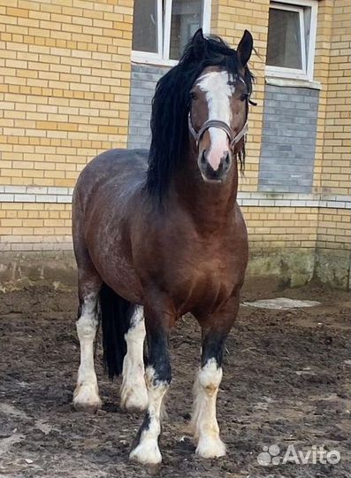 Владимирские тяжеловозы, импорт.упряжные породы