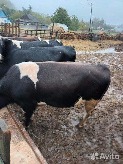 Быки на мясо