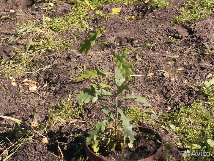 Саженцы дуба