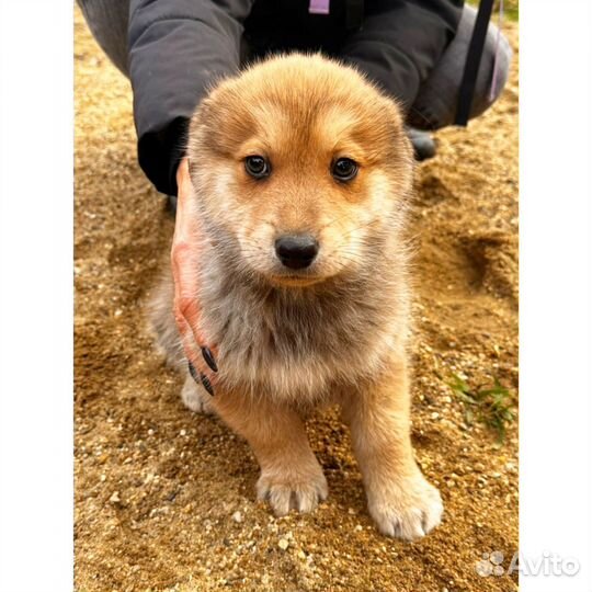 Щенок отдам