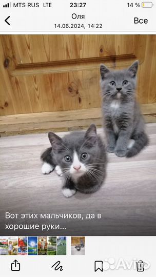 Домашние животные котята