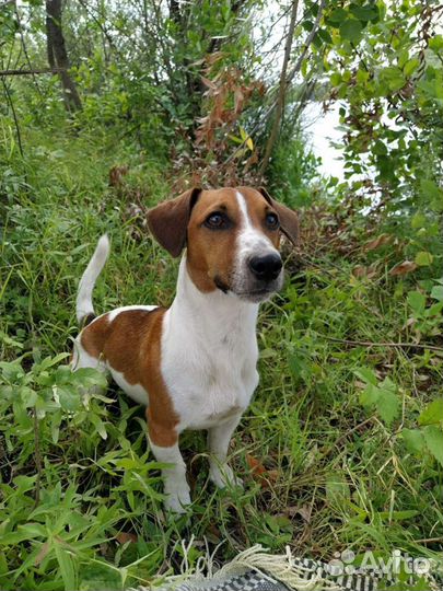 Собака для вязки