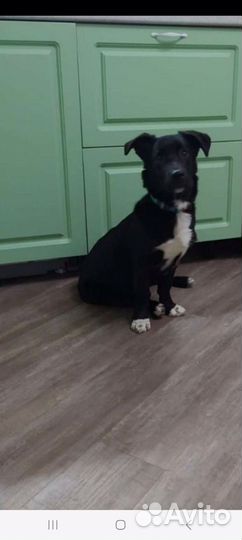 Собака в добрые руки щенок