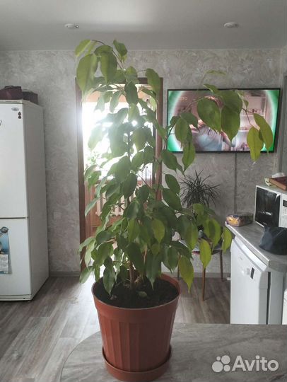 Фикус бенджамина