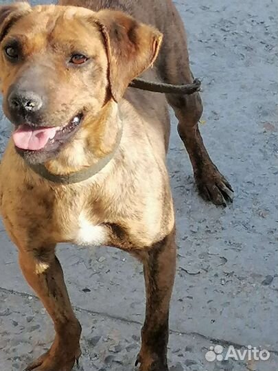 Мира и Майя ищут хозяев