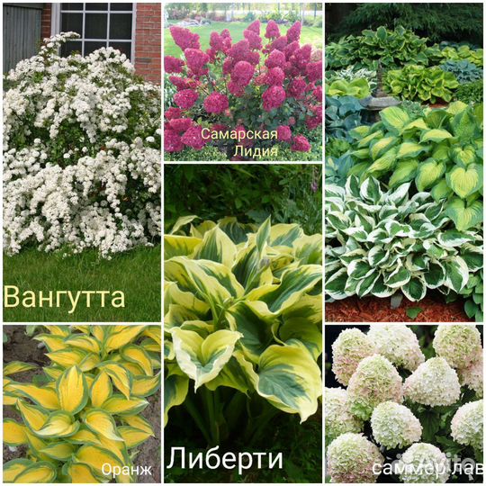 Растения для сада